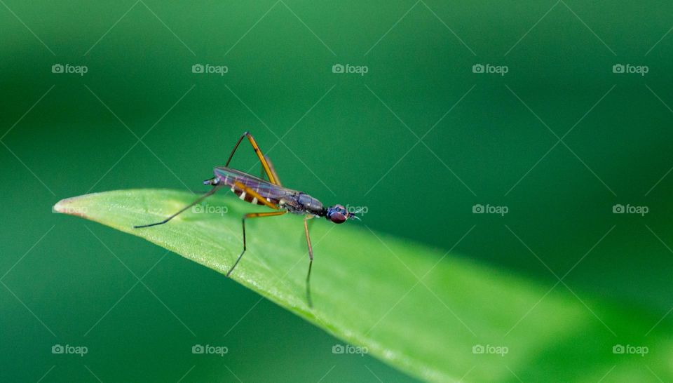 One insect on green leaf 