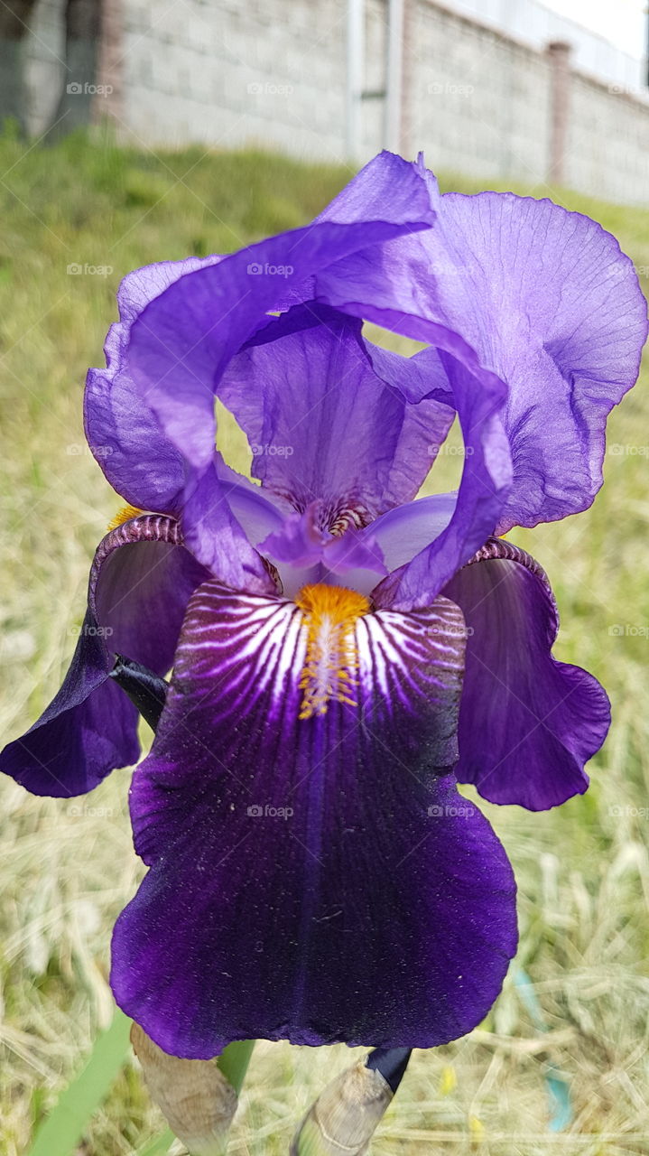 royal violet iris heart