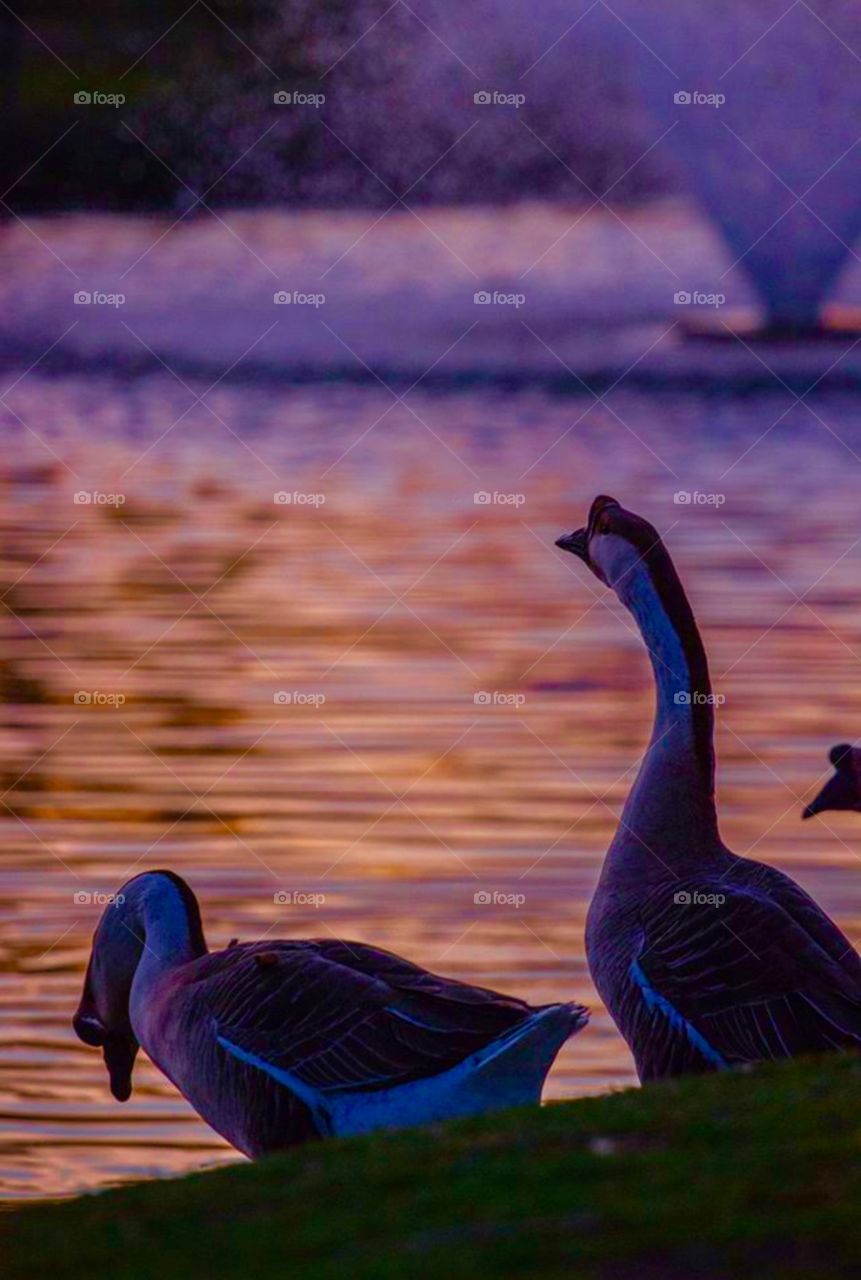 Bear Creek Park. Geese by the lake at sunset 