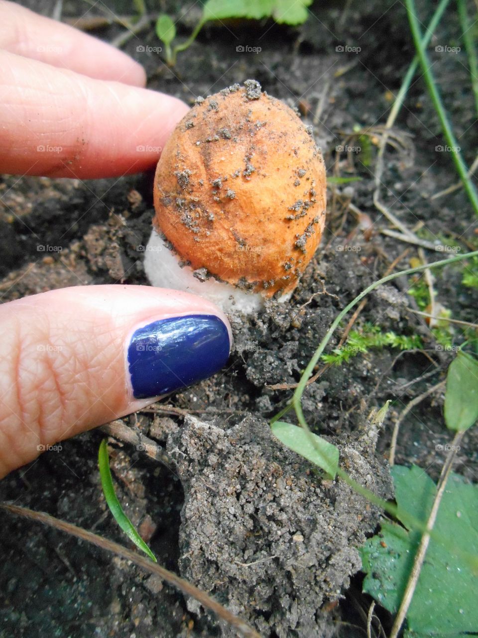 boletus in hand