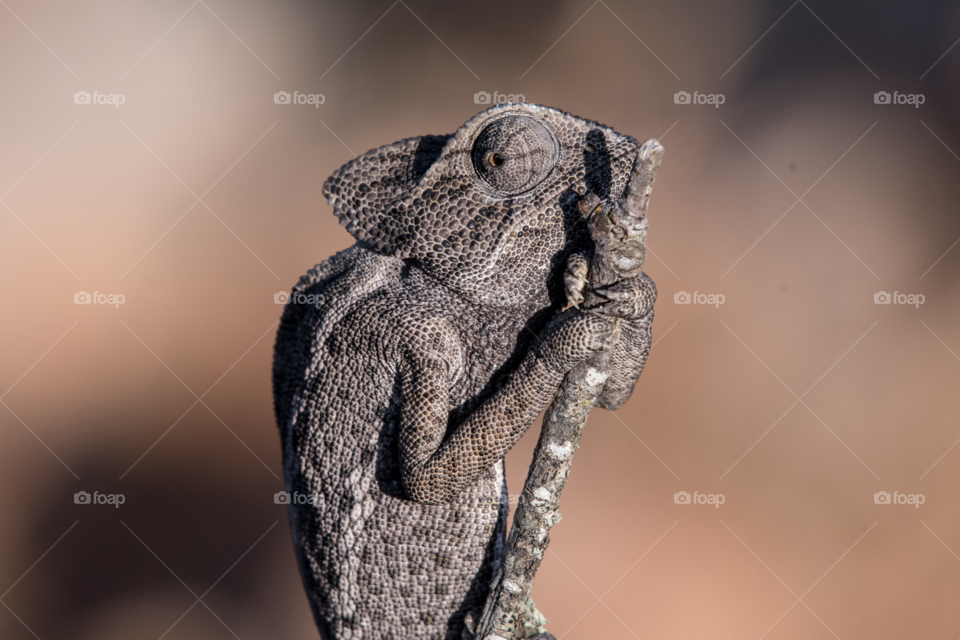 A chameleon animal holds the stick like an old woman