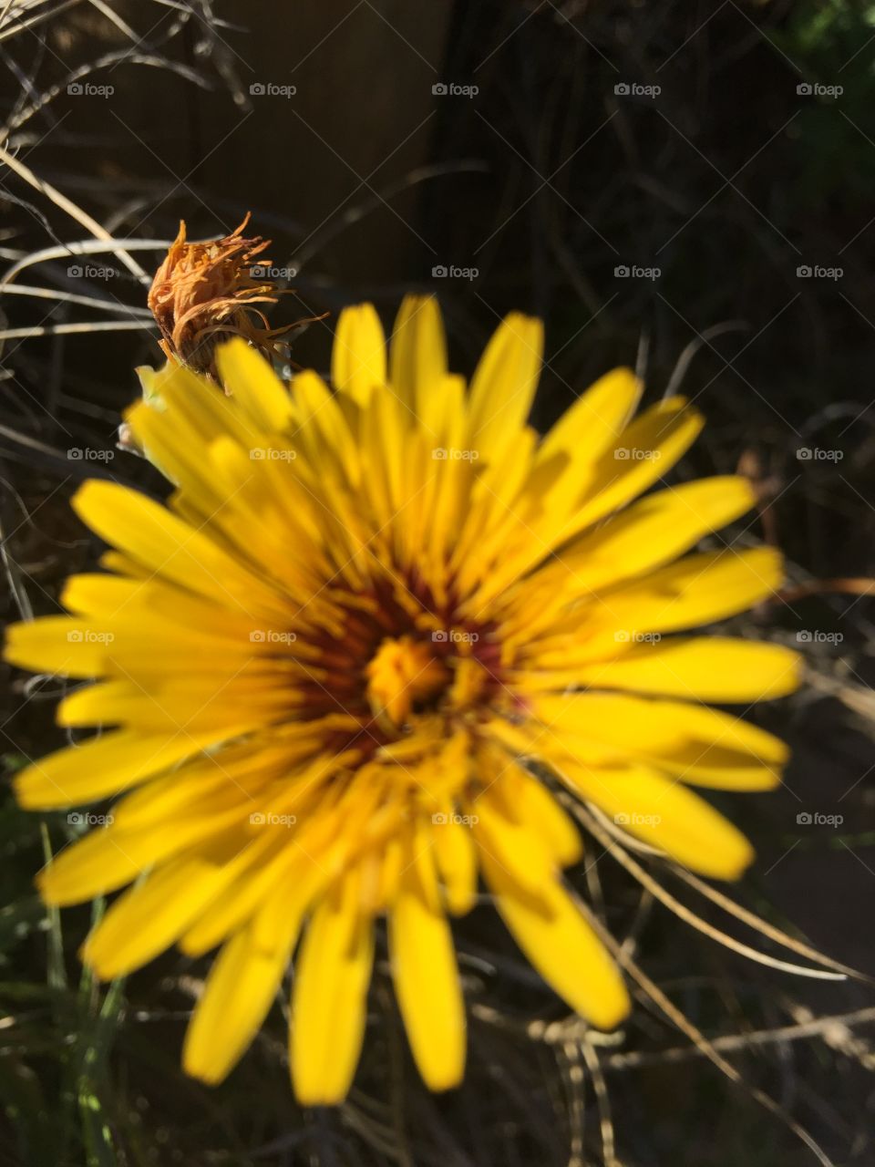 Nature, No Person, Flower, Outdoors, Summer
