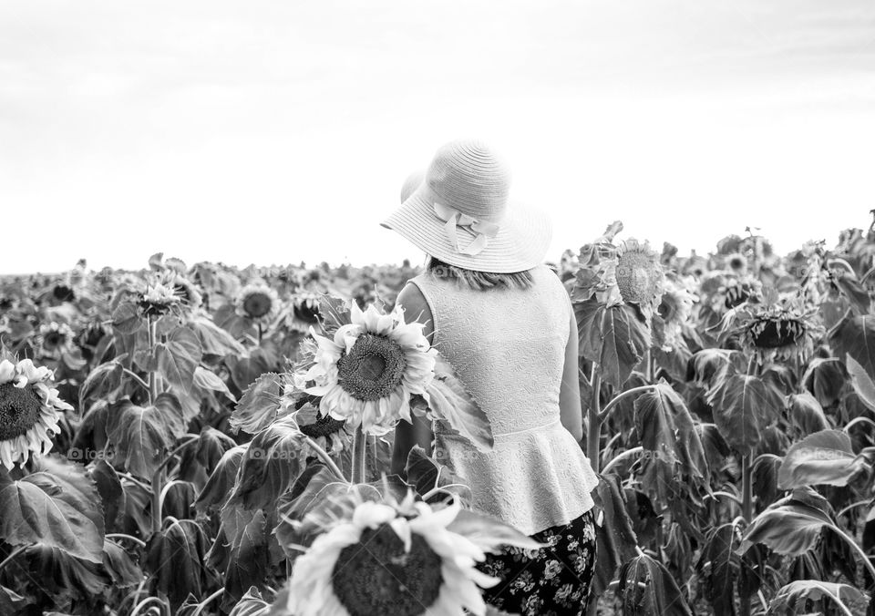 Sunflower field 