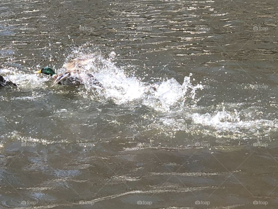 Ducks fighting