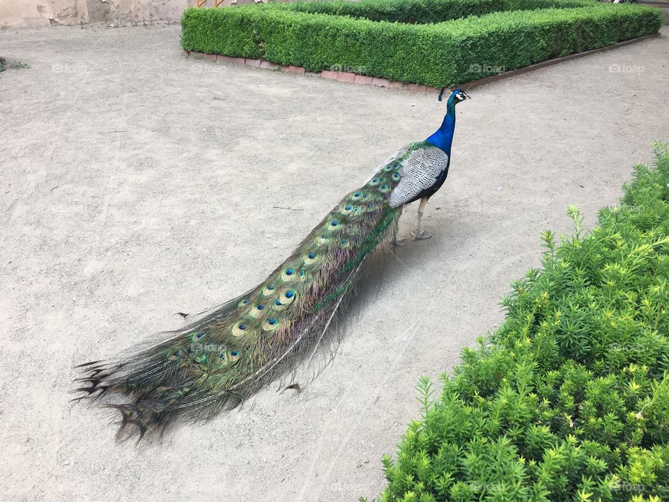 Peacock in Prague’s Vojan Garden