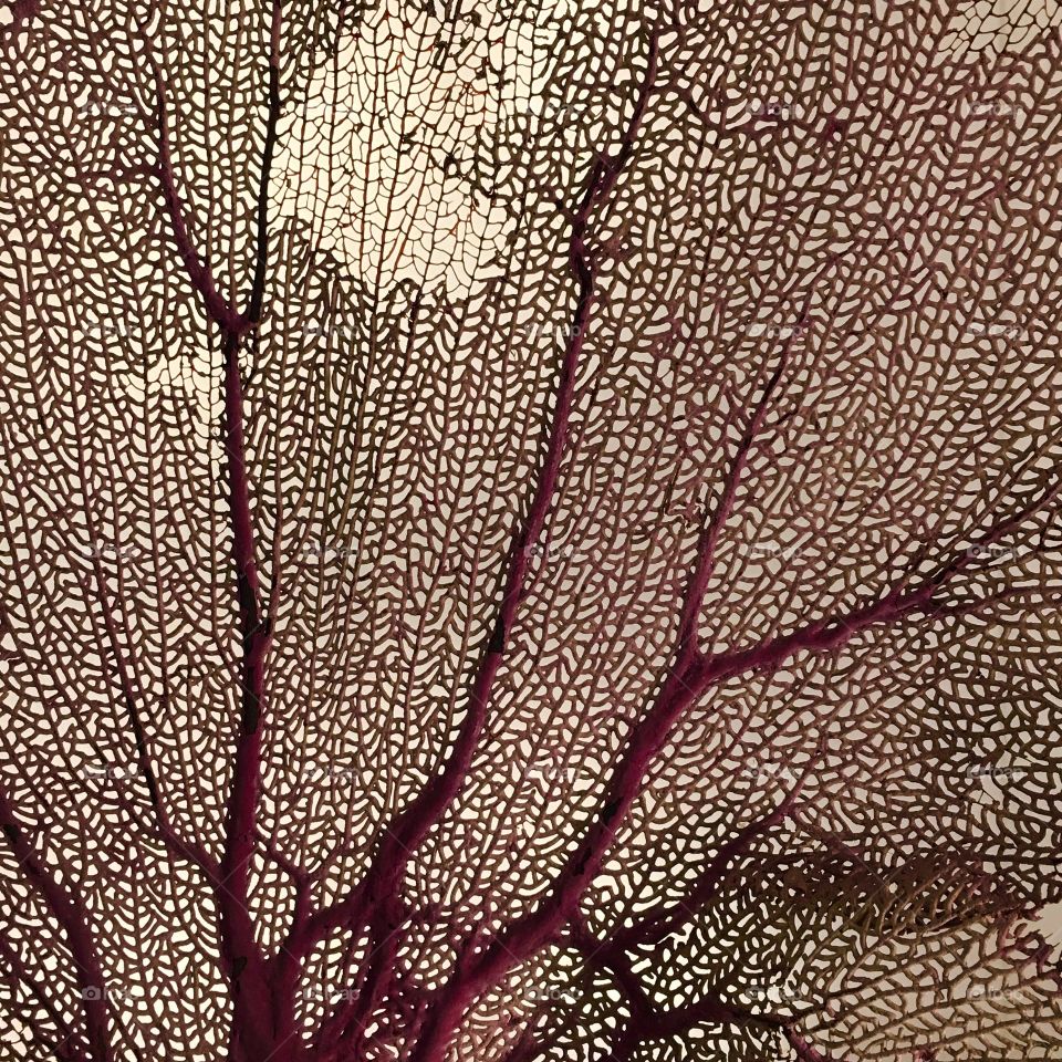 Full frame of hard coral