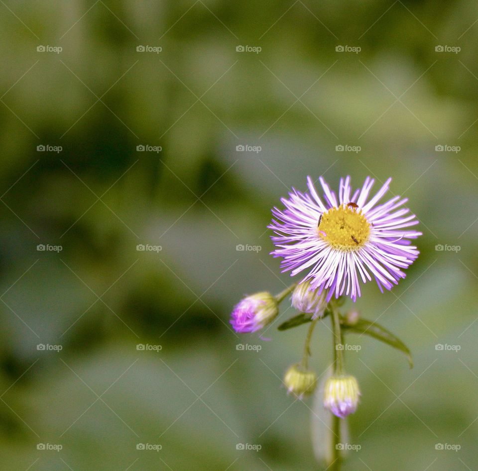 Pink flower portrait - petals and buds