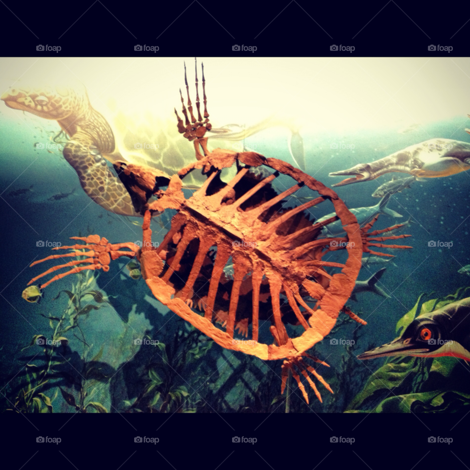 cleveland ocean nature sea by proxyuid