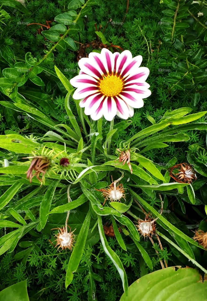 Garden daisies colored