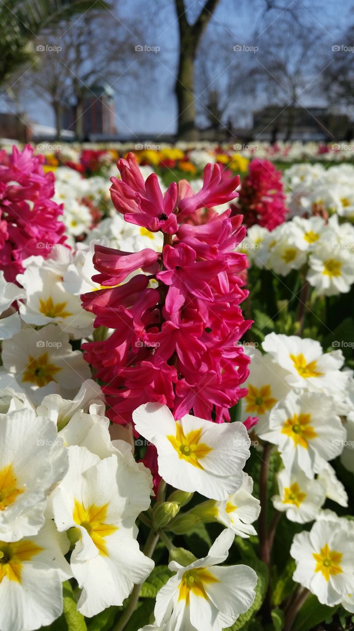 Pink and white flower bed, such colours make me enjoy spring time :)