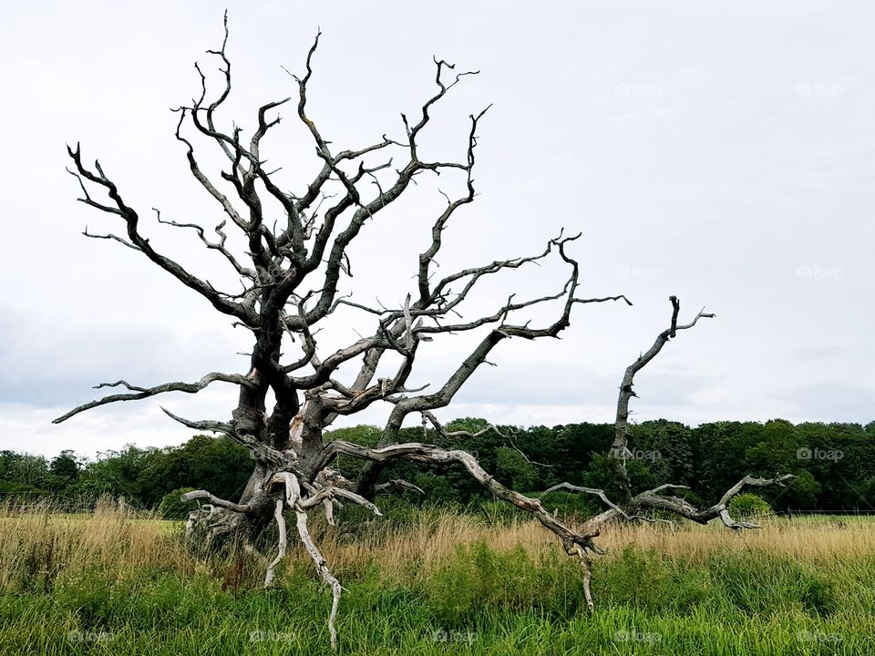 Skeletal tree