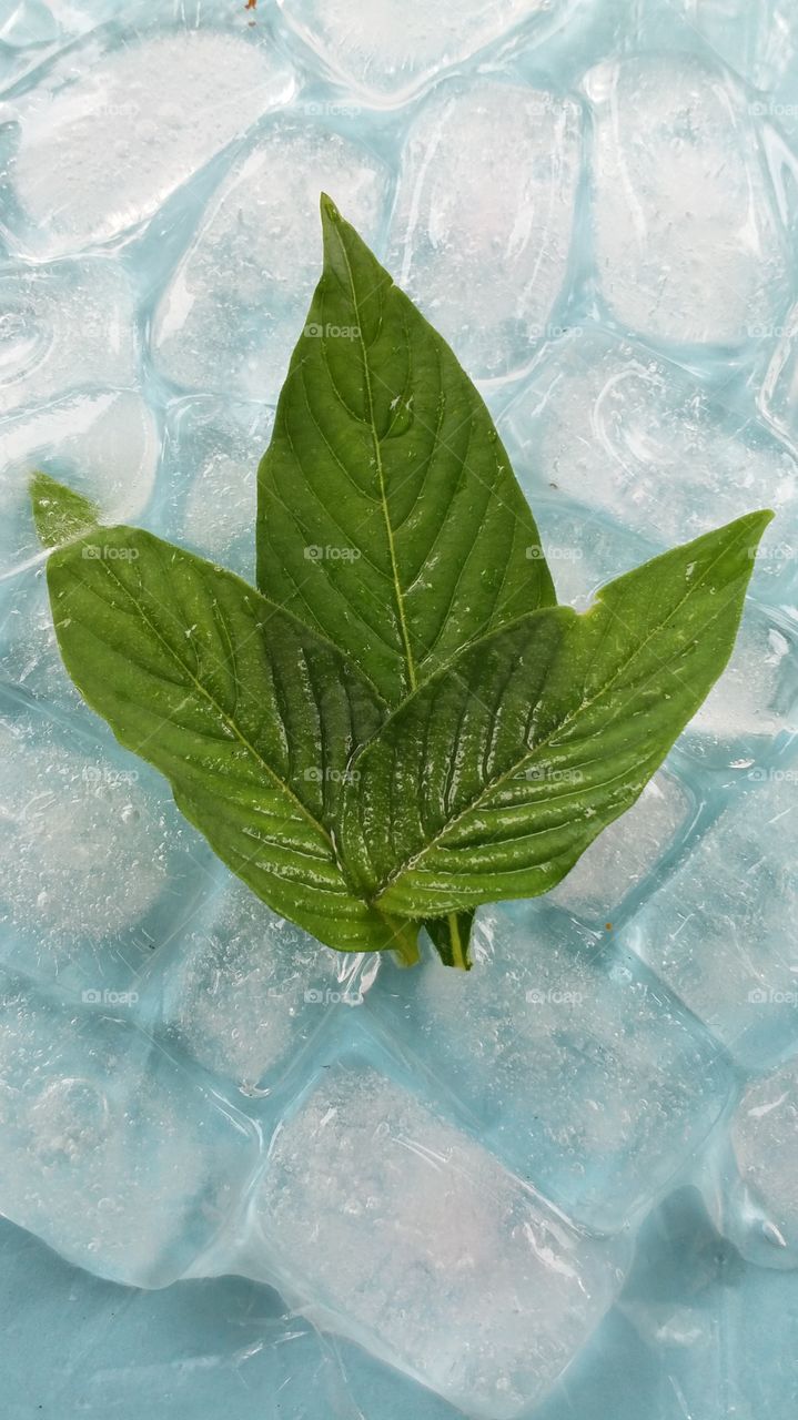 leaf in ice