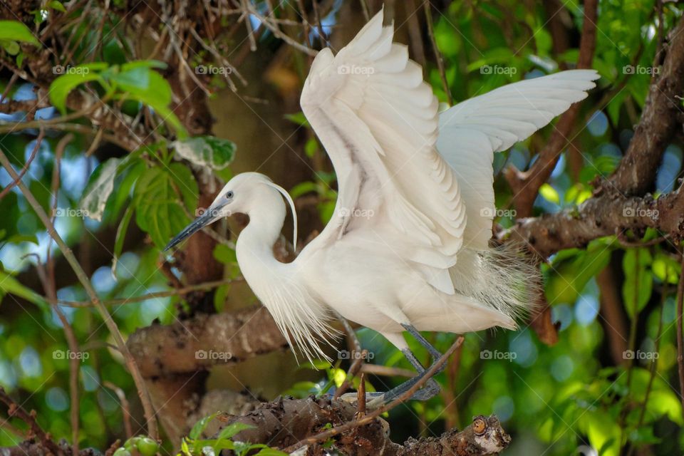 white colour  bird flying