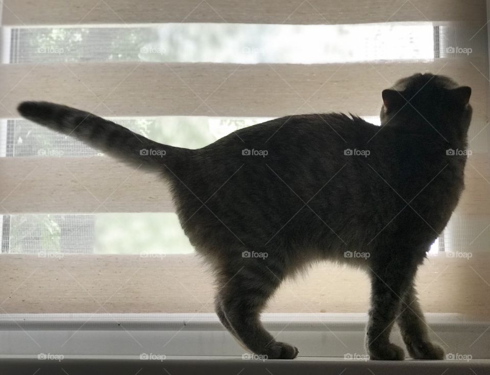 Cat on the window