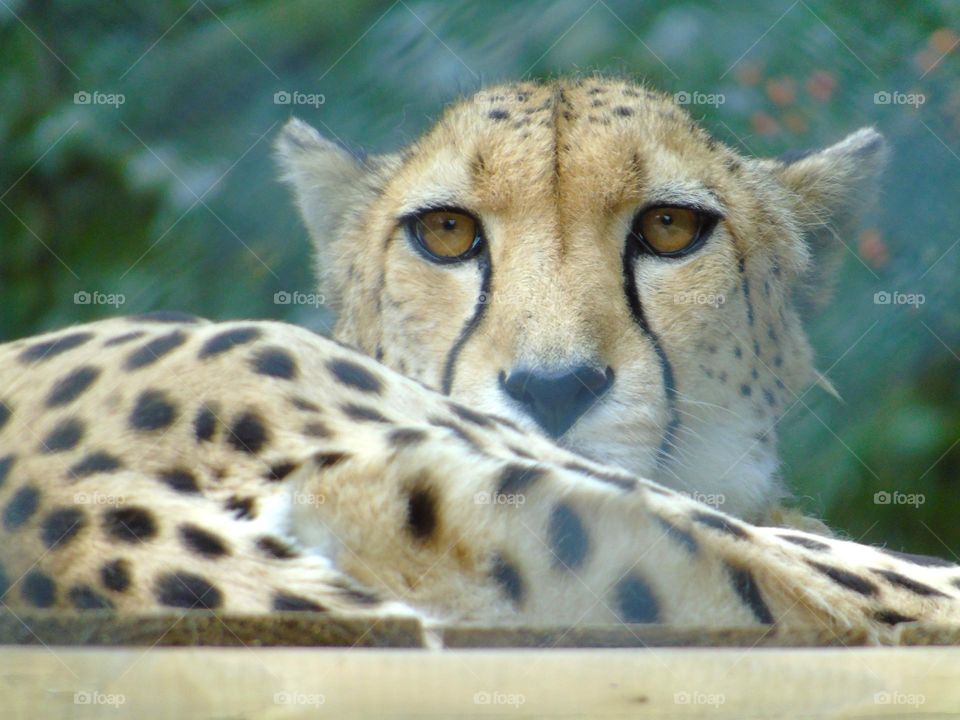 Southeast African cheetah, closeup portrait