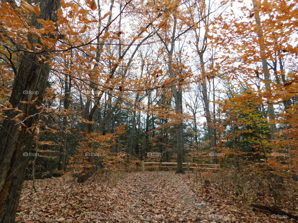 Fall Paths 