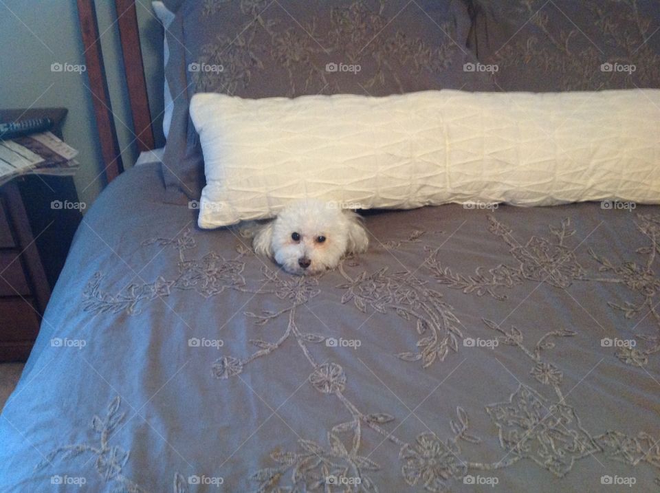 Hiding puppy