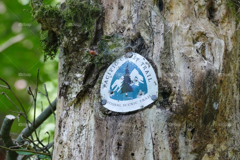 Pacific Crest Trail marker being overcome by the tree.