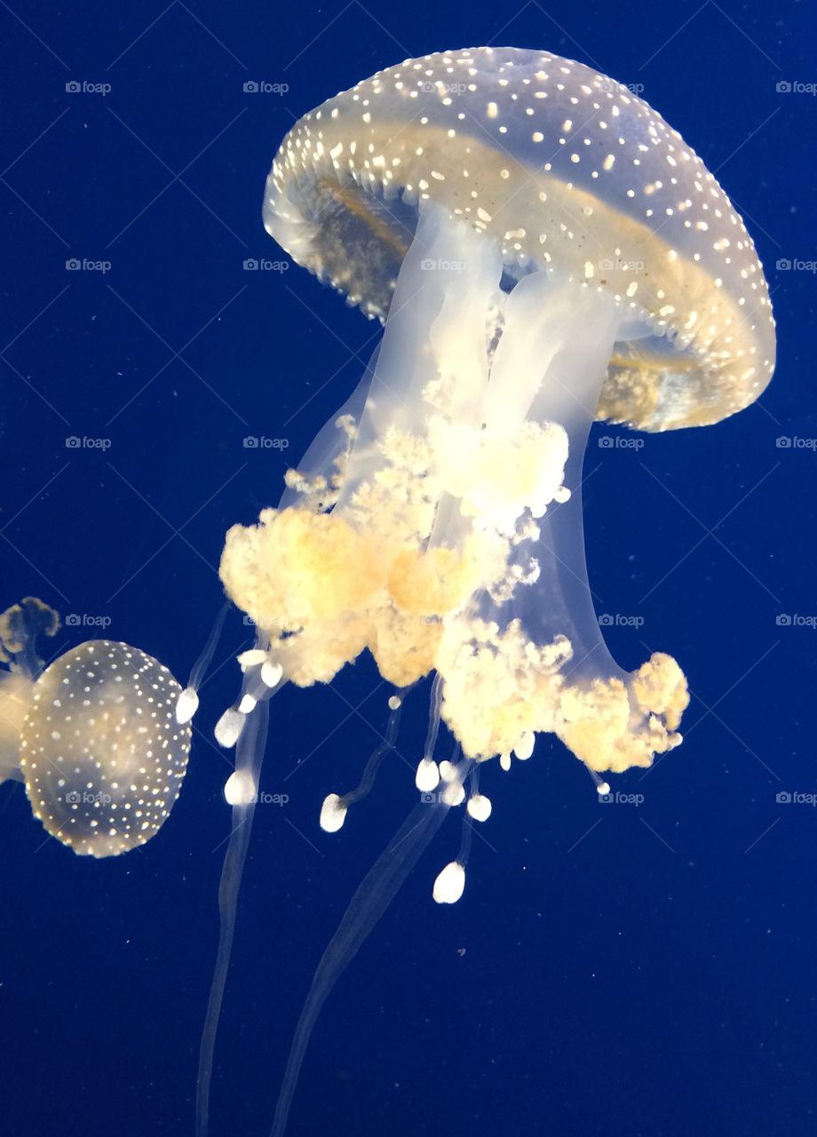 Jellyfish 