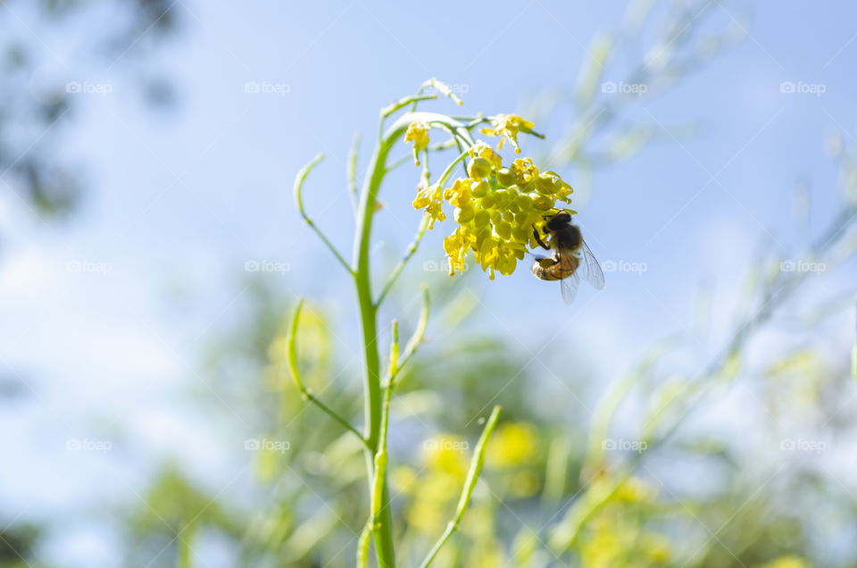 Bee On Yellow Pak Choi Blossom