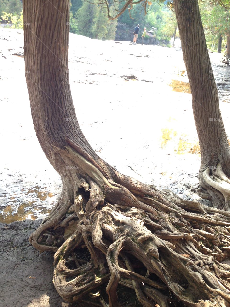 Gnarly Tree Roots