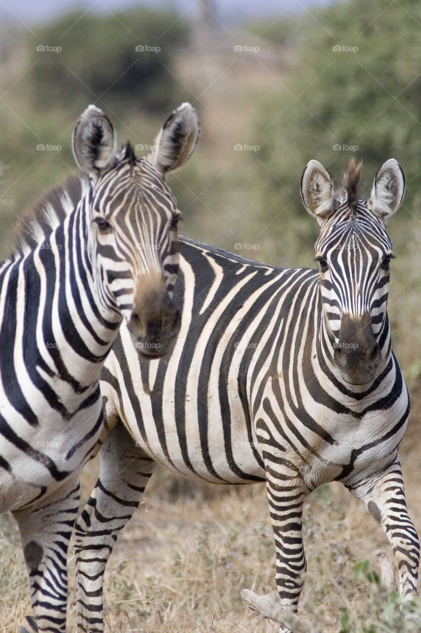 Two zebra standing on the grassland