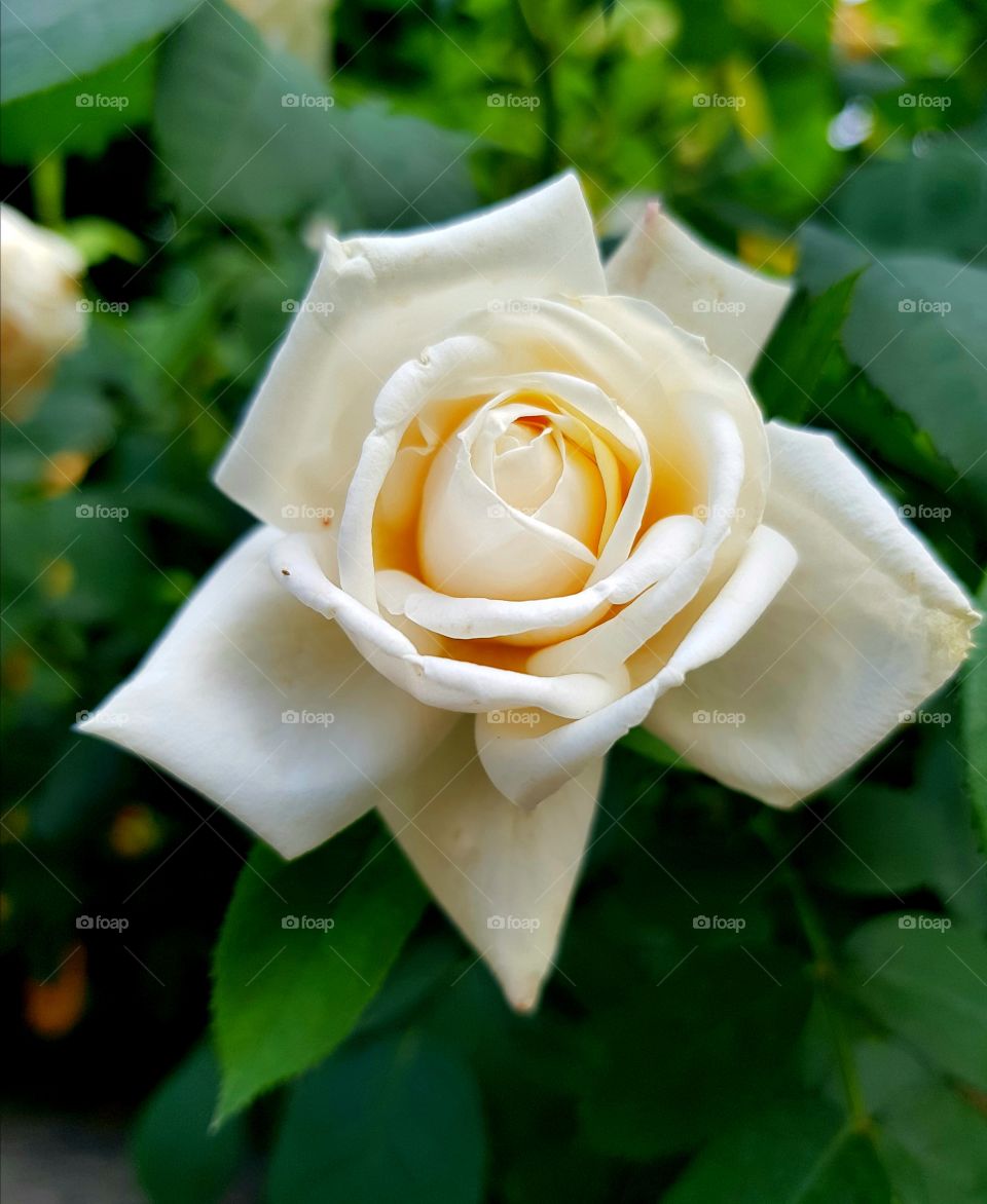 White Rose