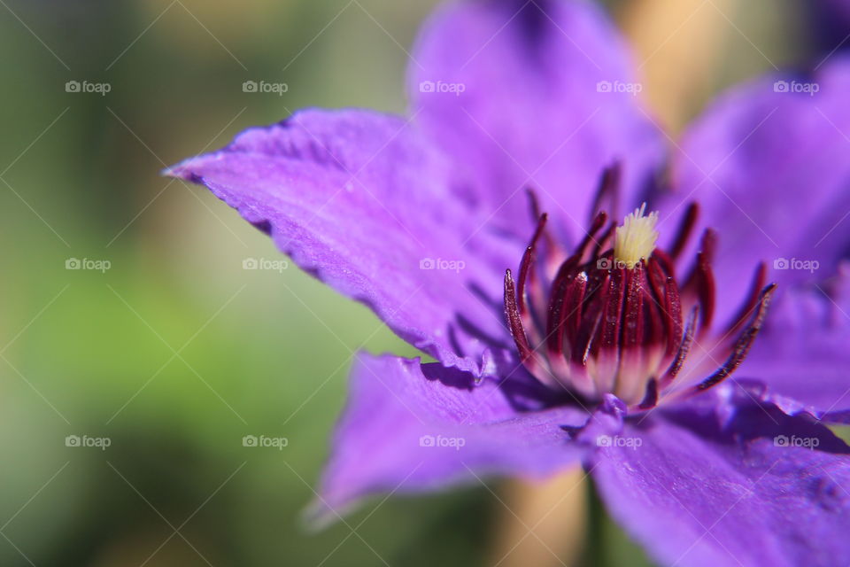 purple flower