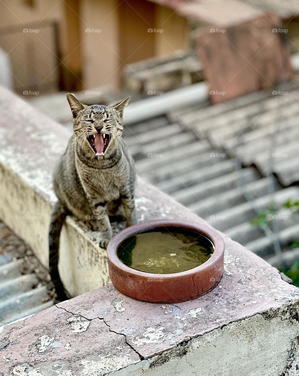Cat yawning near water bowl 