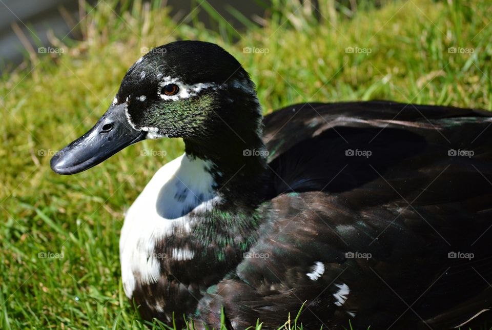 Close-up of duck