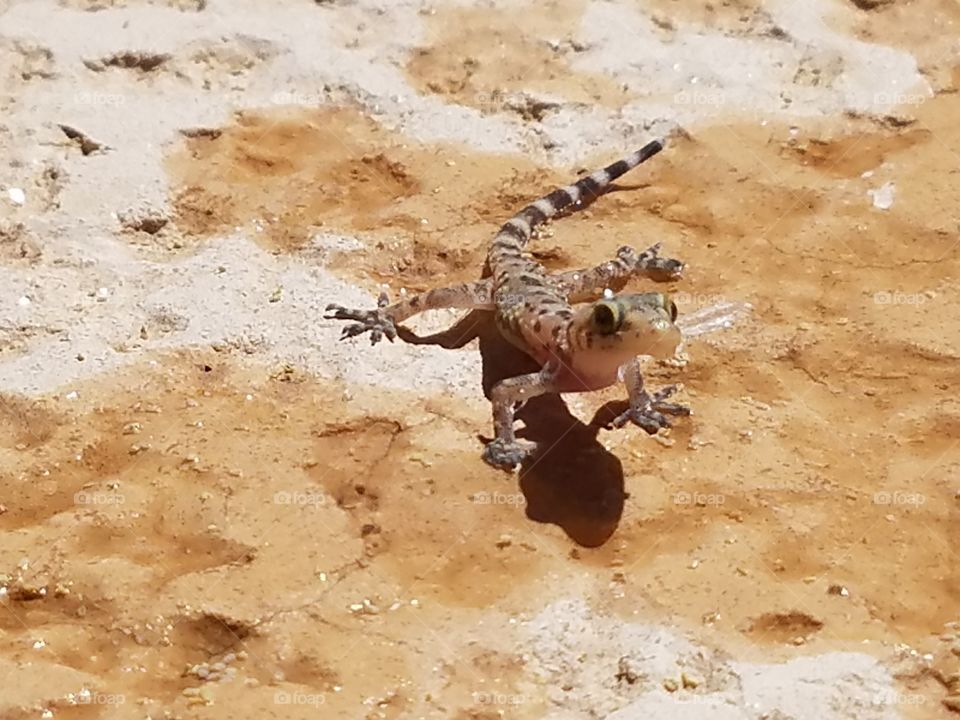 little desert lizard