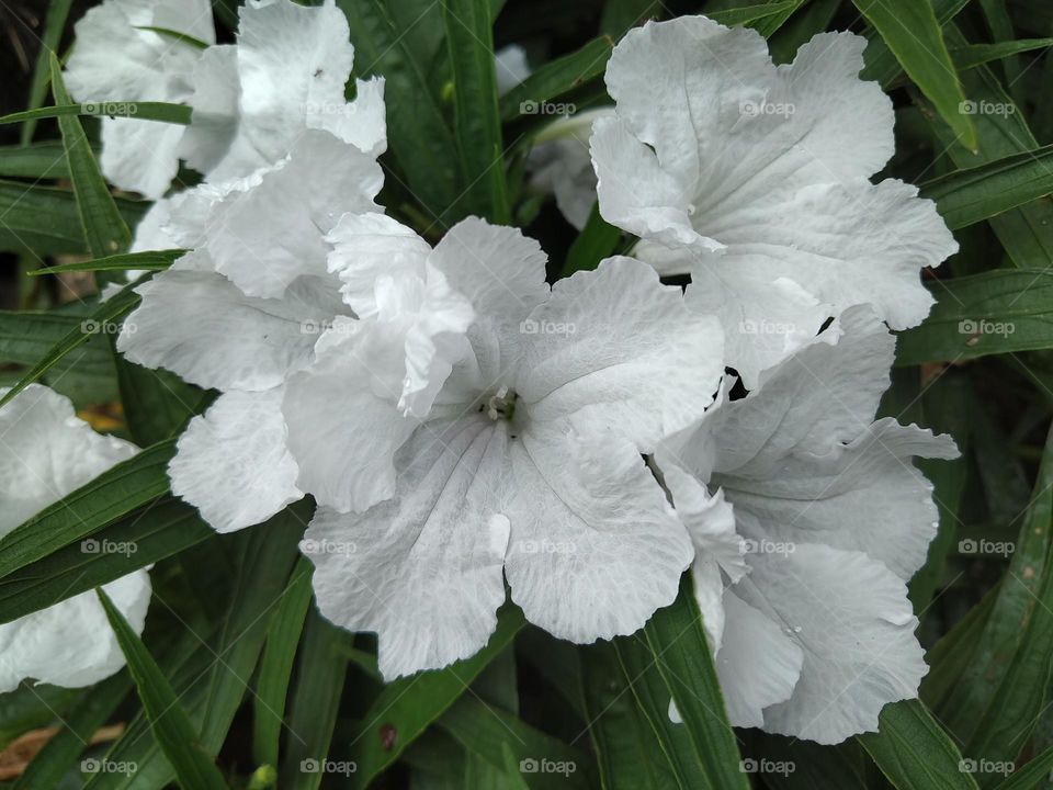 Beautiful white flowers in bloom.