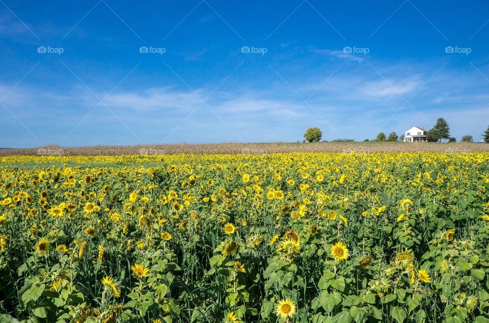 Sunflower field