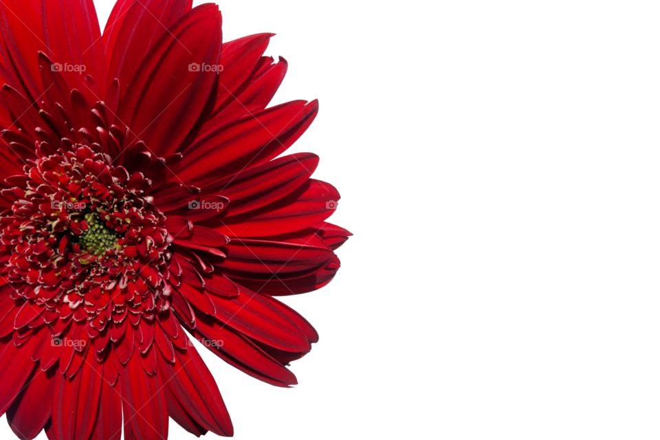 Red gerbera flower isolated on white background 