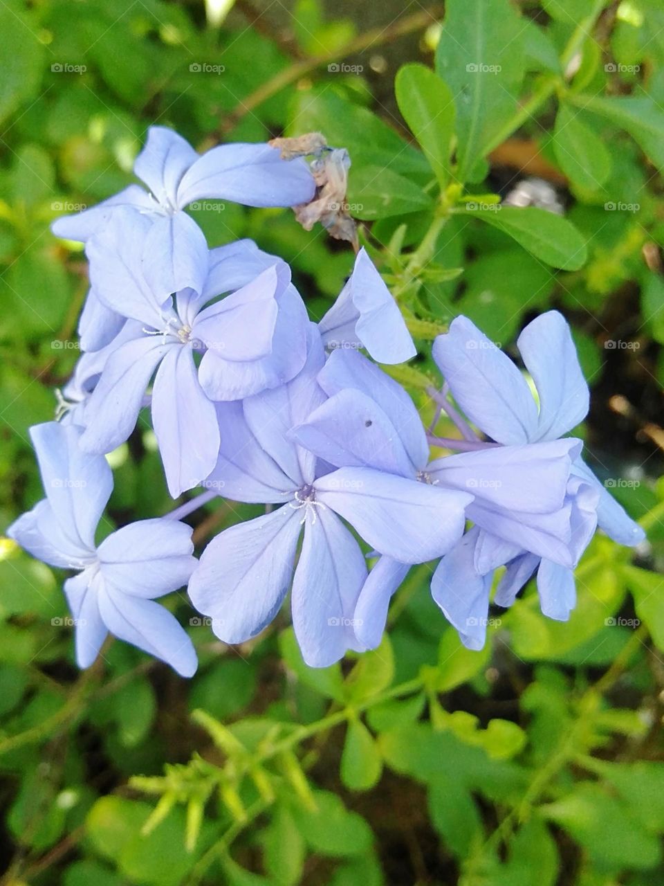 Pastel color, Lavender flowers, fully bloom in lavender.