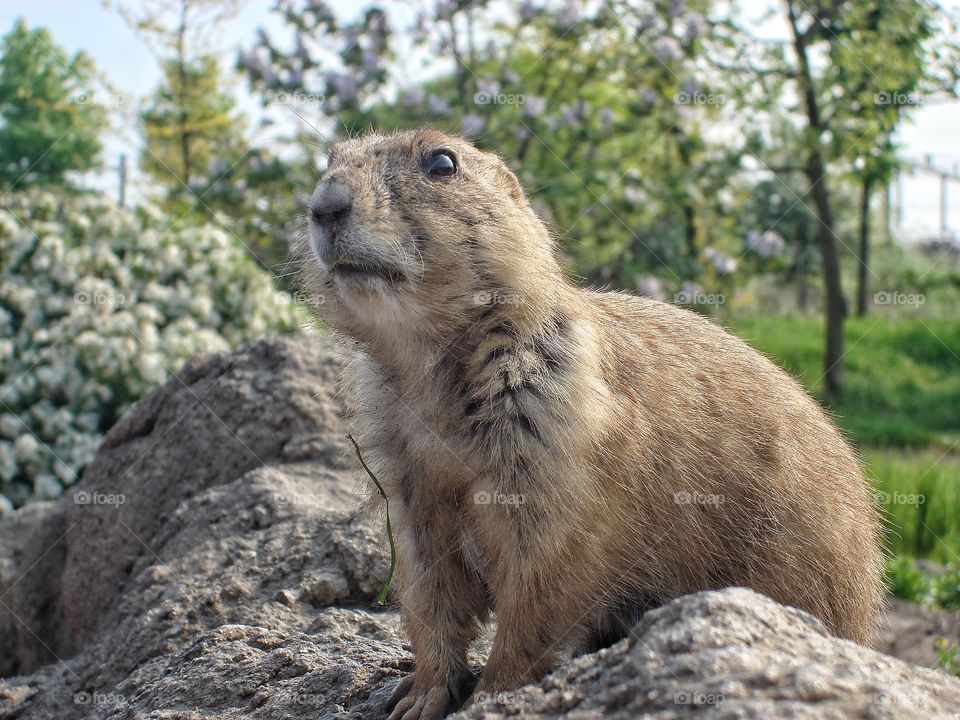 Prairiedog