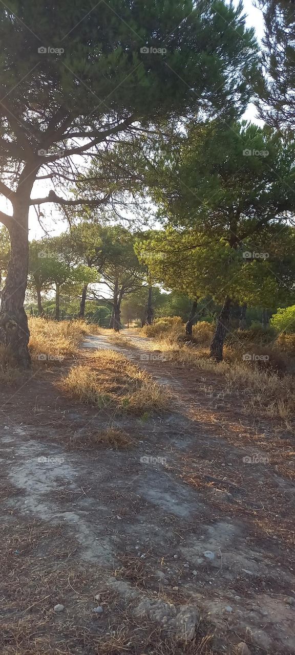 Pinos de Doñana