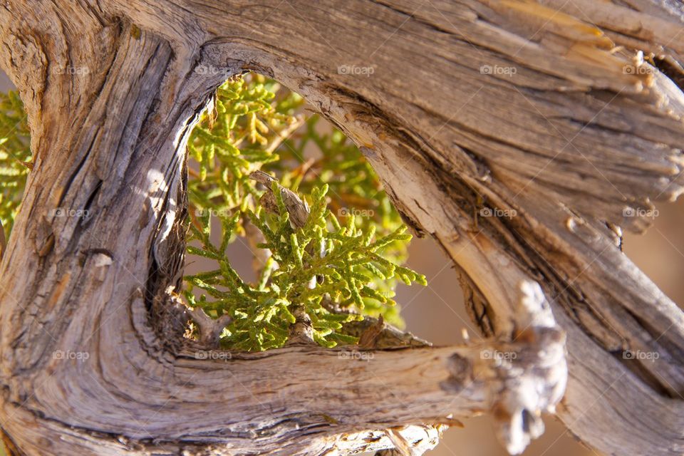 GRAND CANYON, ARIZONA, THE GRAND CANYON NATIONAL PARK