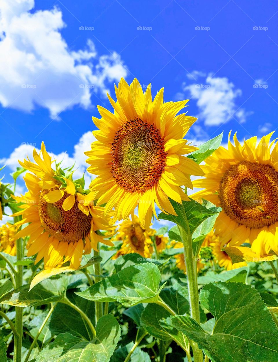 Sunflower plant in mid- summer in full glory.  In addition to nutrition it is also used as inspiration for fashion,  art and home decoration