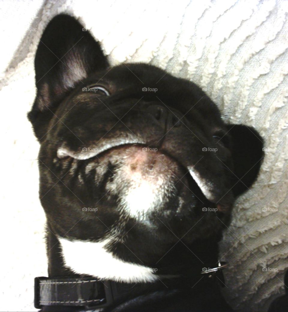 Close-up of a dog lying