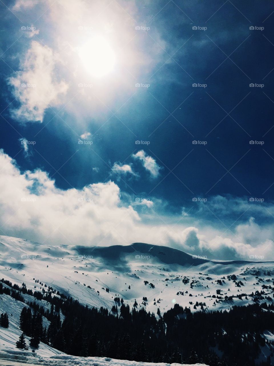 Trees on snowy mountain, Colorado