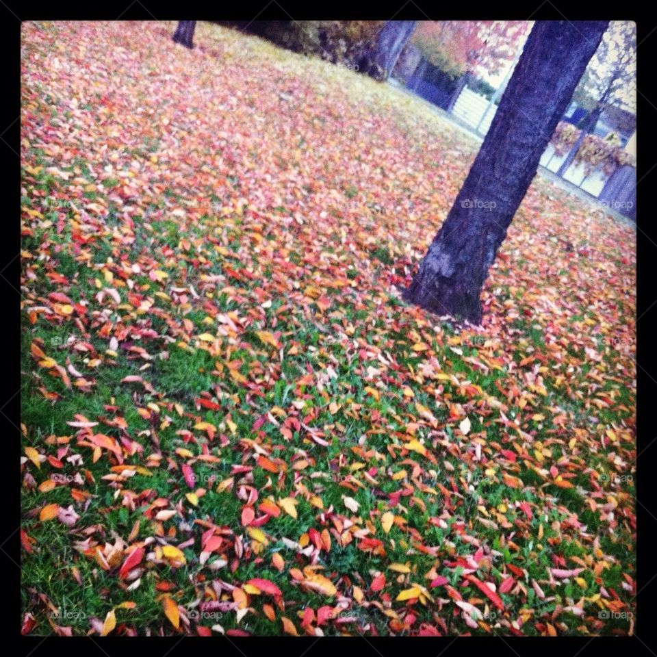 Fallen leaves