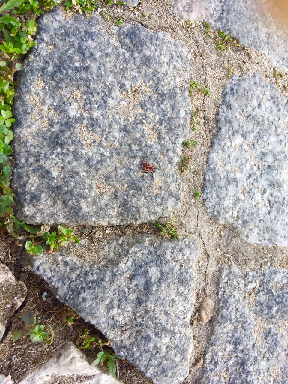 Ladybird and nature