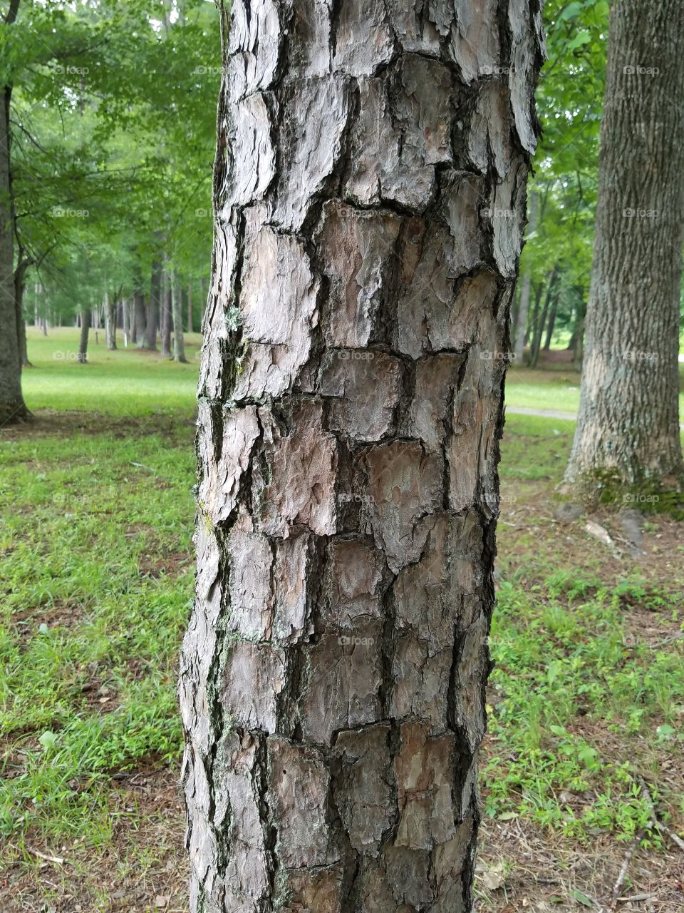 Tree, Wood, Bark, Nature, Trunk