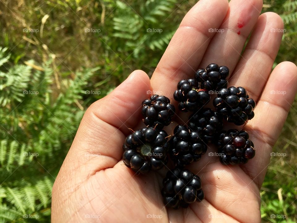 Blackberries