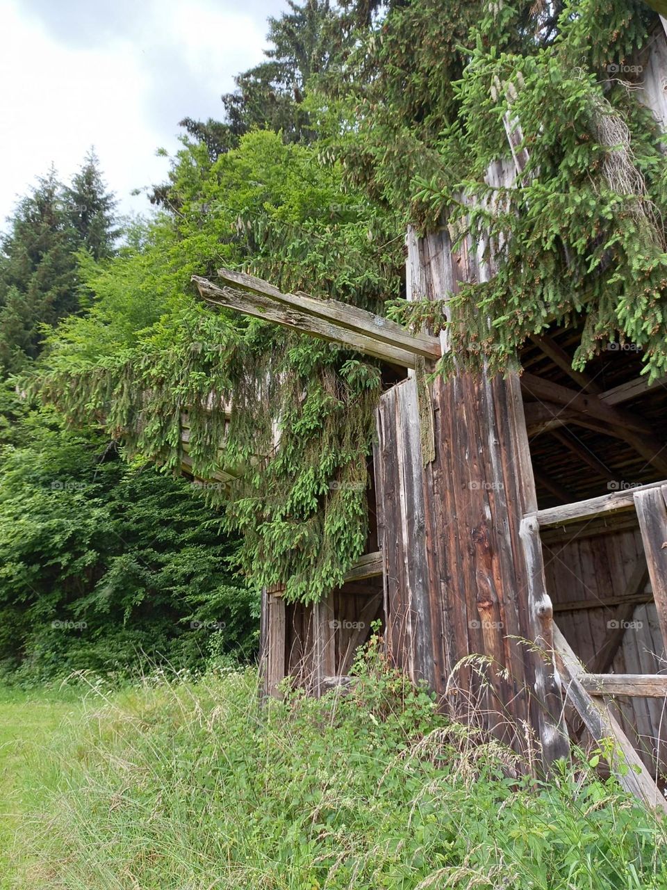 Nature Reclaiming an Old Shack