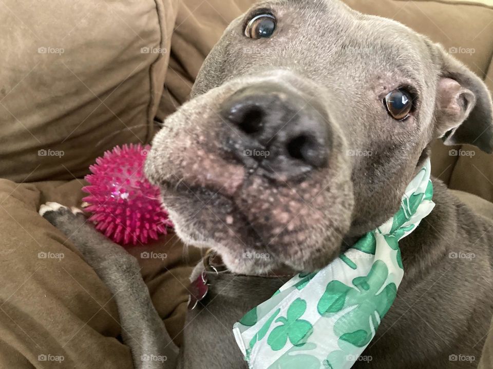 Beautiful pitbull with shamrocks 