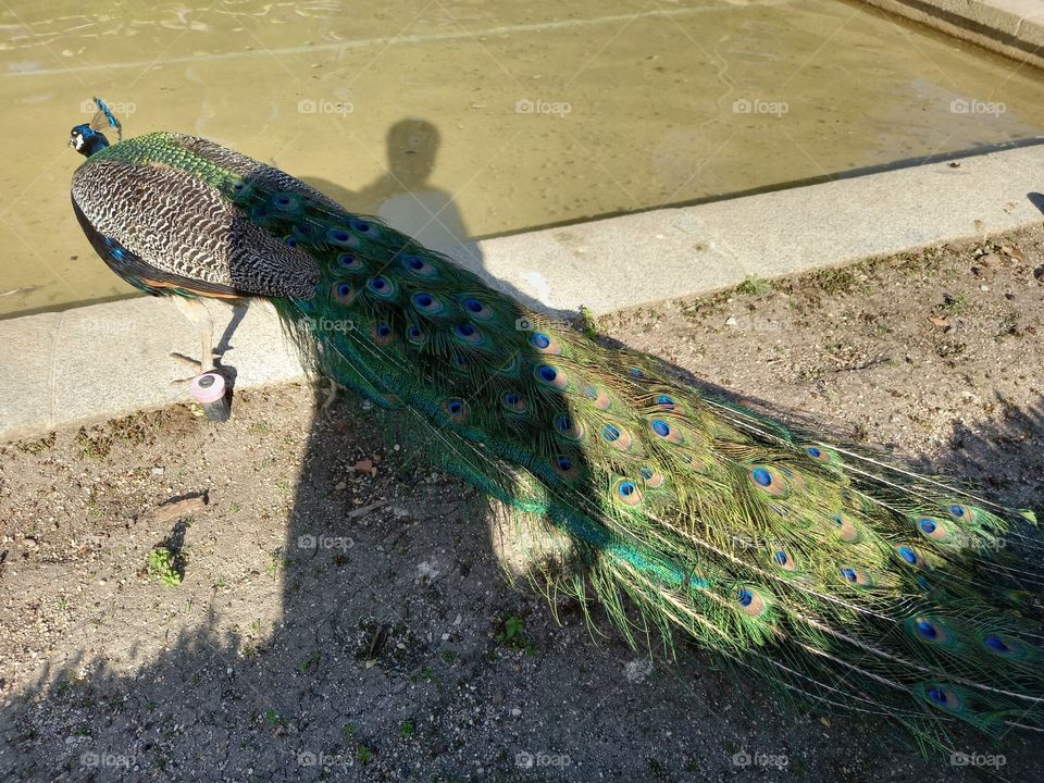 Peacock