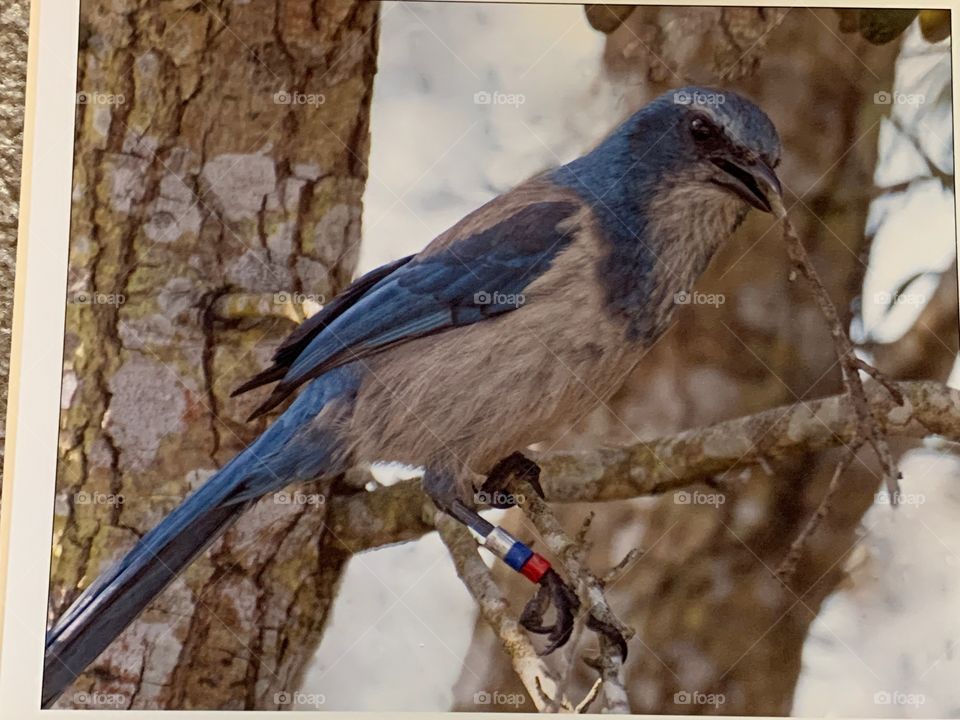 The beautiful ,endangered blue Florida Scrub Jay, Florida’s only endemic bird.