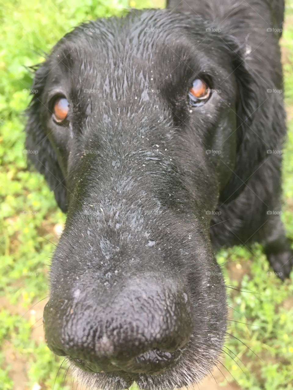 Wet flatcoat retriever looking up at the camera. Very close up.